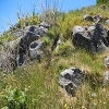 Plants: image 6 Of 49 Thumb